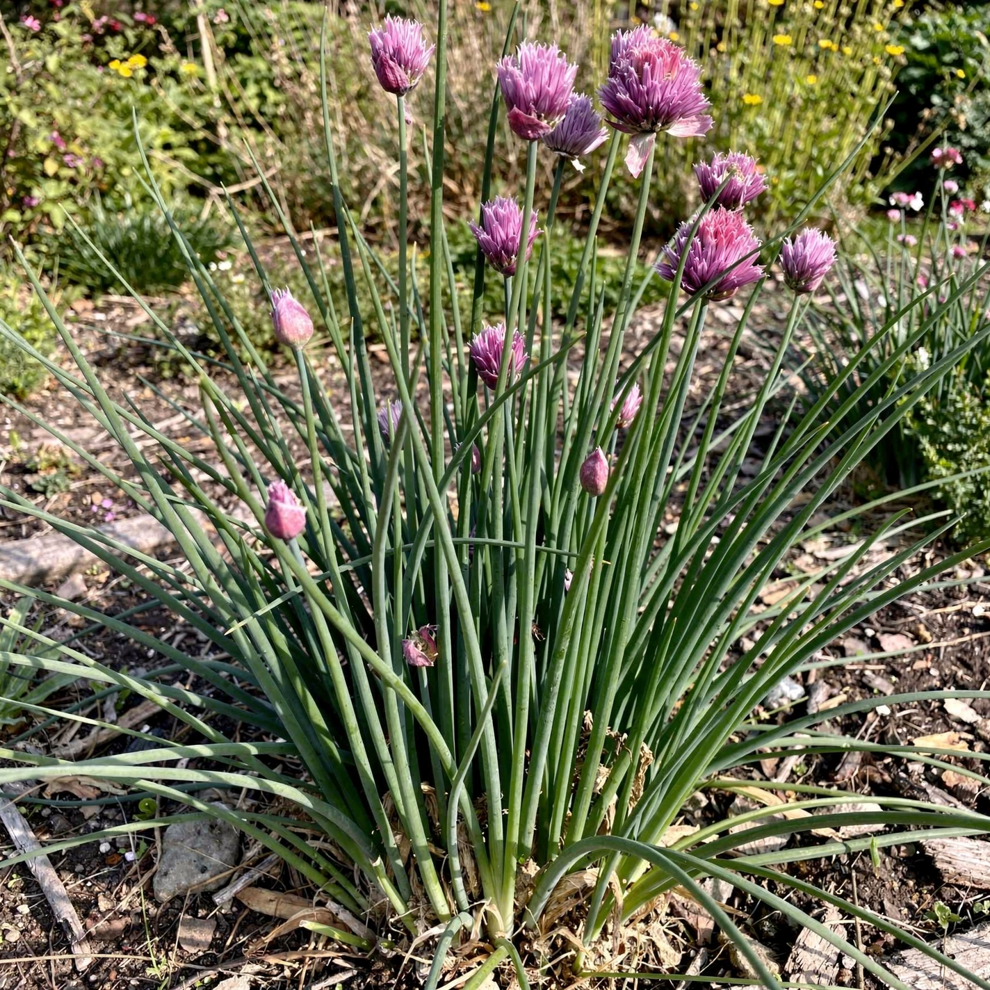 Chives — hero (AI-generated reference image)